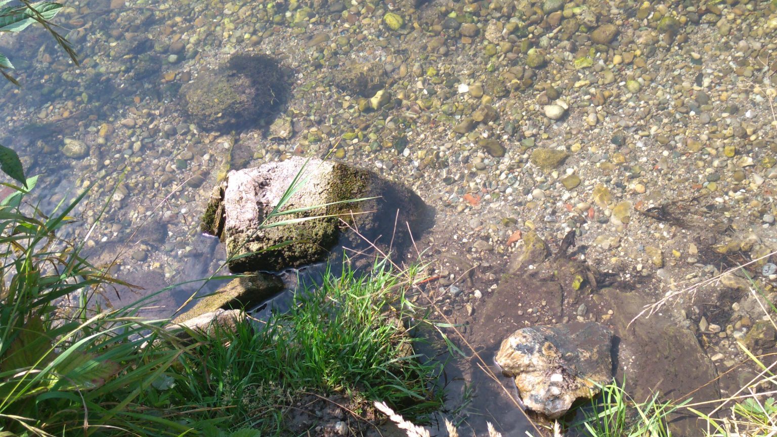 bachkiesel Stressfrei kommunizieren